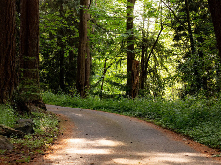 A winding path cuts through a serene forest with towering trees, lush underbrush, and dappled sunlight casting warm glows on the idyllic landscape.