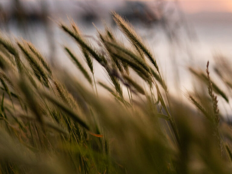 A field of tall grasses in soft focus, with a blurred sunset and water in the background.